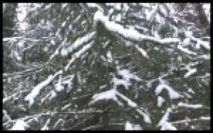 Срубить живую елку законно приглашают в городском лесничестве