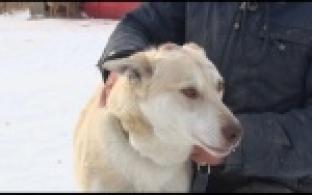 Ищу тебя, хозяин