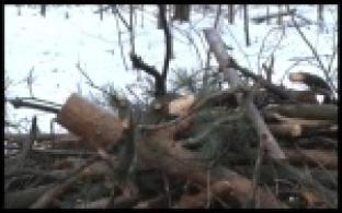 Жители обеспокоились спиленными деревьями в лесу под Первоуральском