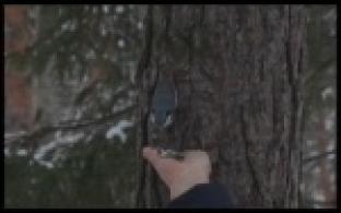 Первоуральские волонтеры отметили Синичкин день