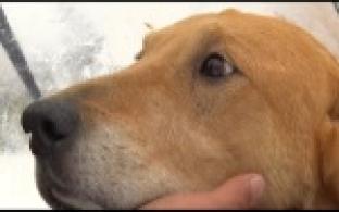 Ищу тебя, хозяин