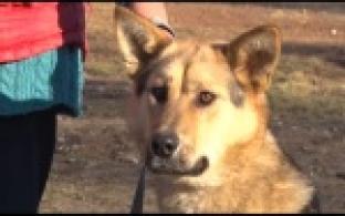 Ищу тебя, хозяин