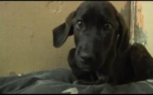 Ищу тебя, хозяин