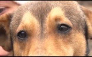 Ищу тебя, хозяин