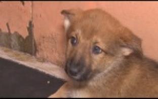 Ищу тебя, хозяин