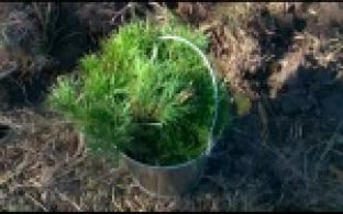 Под Первоуральском высадили 5 тысяч молодых деревьев