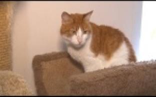 Ищу тебя, хозяин