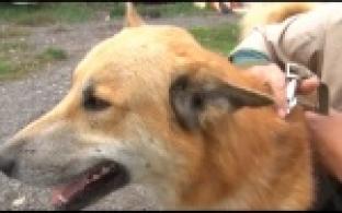 Ищу тебя, хозяин