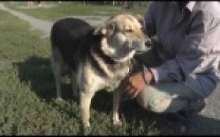 Ищу тебя, хозяин