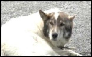 Общественники подвели итоги акции "Помоги хвостатому"