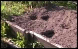 Первоуральских садоводов пугает разгуливающий по участкам медведь