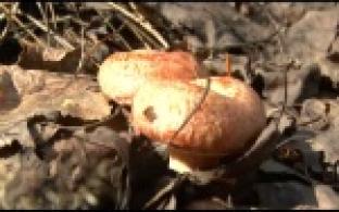 Грибной сезон в первоуральских лесах в самом разгаре