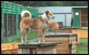 Вместо букетов - пожертвование в приют для животных