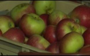 Православные верующие отметили Яблочный спас