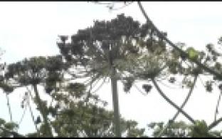 Коммунальщики взялись за уничтожение борщевика в черте города