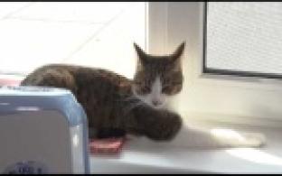 День бездомных животных