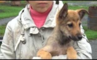 Ищу тебя, хозяин