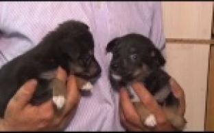 Ищу тебя, хозяин