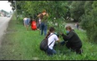 Эковолонтеры проверили высаженные в прошлом году ясени