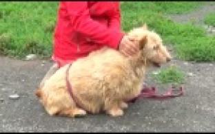 Ищу тебя, хозяин