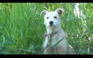 Ищу тебя, хозяин