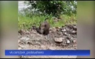 По Первоуральску гулял кабан