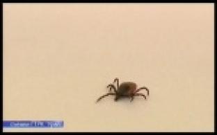 Более тысячи первоуральцев были покусаны клещами