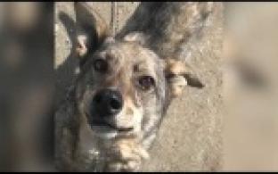 Ищу тебя, хозяин