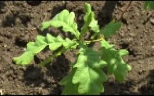 Эковолонтеры Первоуральска вручили саженцы дуба победителям конкурса