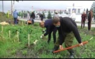 Первоуральск присоединился к акции по высадке дубов
