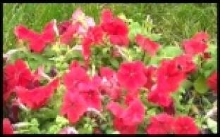 На первоуральских улицах высаживают цветы