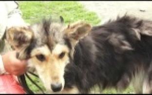 Ищу тебя, хозяин