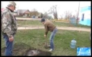 Посадить деревья предлагают в память об участниках войны