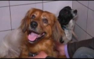 Ищу тебя, хозяин