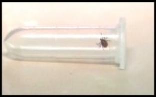 Активность клещей этой весной выше, чем обычно