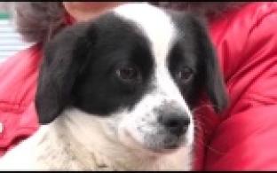 Ищу тебя, хозяин