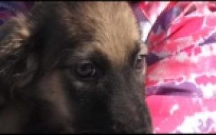 Ищу тебя, хозяин