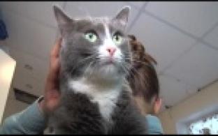 Ищу тебя, хозяин