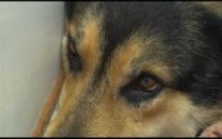 Ищу тебя, хозяин