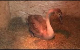 На Урале появился лебедь-блогер