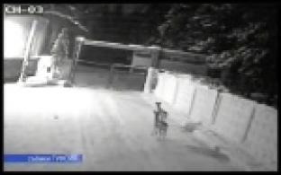 Косули оказались на территории колонии-поселения