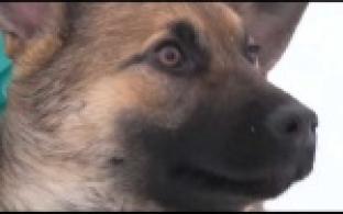 Ищу тебя, хозяин