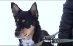 Ищу тебя, хозяин