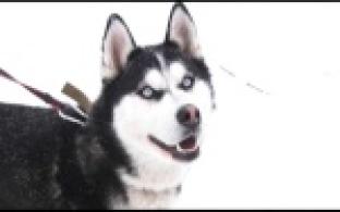 Ищу тебя, хозяин