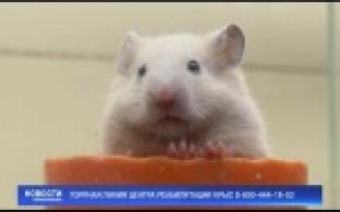 Уральцы выбрасывают подаренных "символов года"