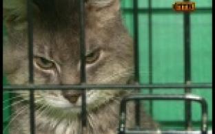 Они мечтают обрести новый дом и попасть в добрые надежные руки