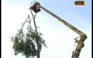 Полтысячи тополей этим летом кронировали в Первоуральске