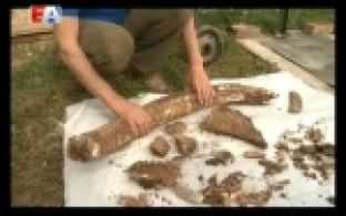 Рыл яму под овощи и наткнулся на историческую находку