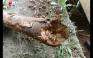 Останки древнего животного на дачном участке под Коуровкой обнаружили местные жители