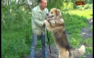 Лучшие друзья и верные защитники - всё это о питомцах городского приюта для животных